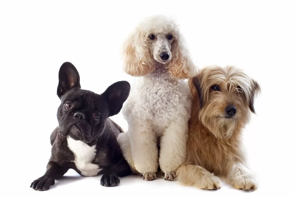 SPCA McKinney