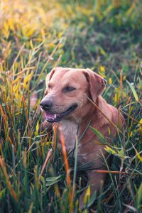 dog names that start with letter r