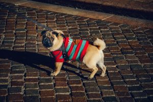 are pugs hypoallergenic