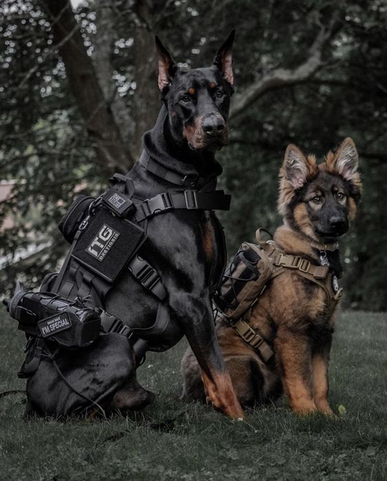 Guardian Home for Dogs