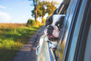 dog names start with letter r