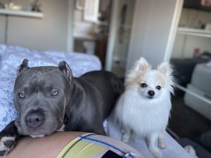 Pomeranian and Pitbull mix