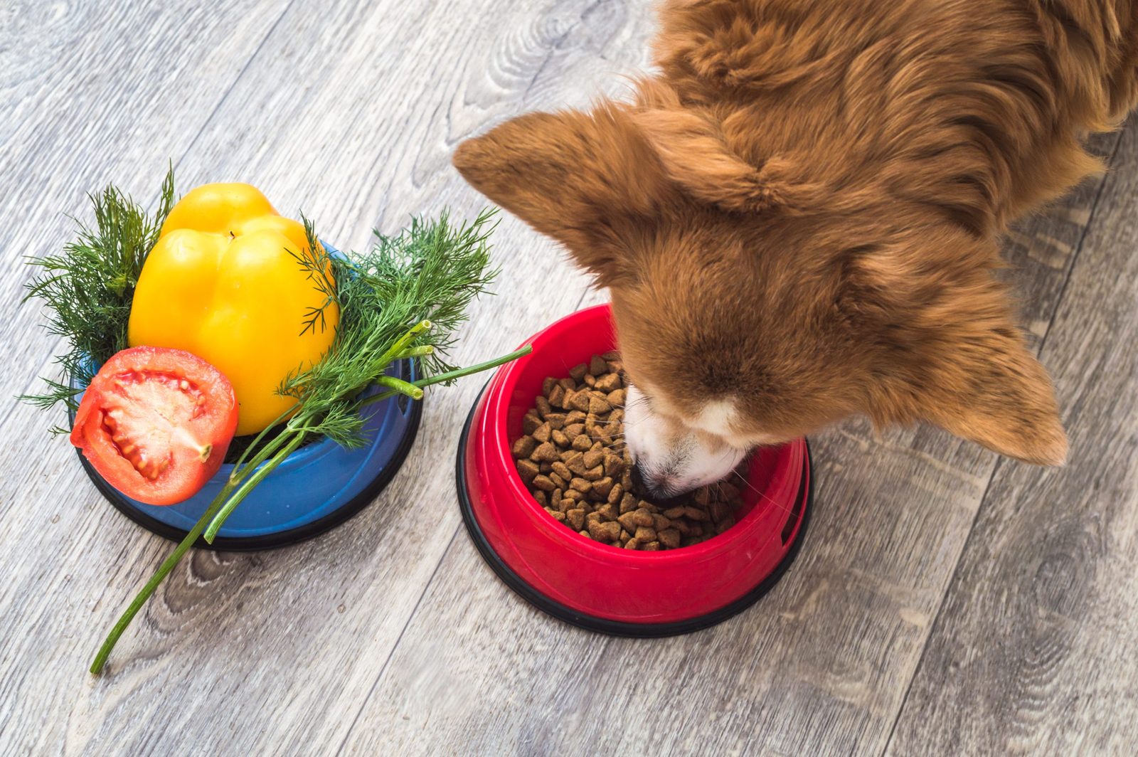 Pure Balance Dog Food