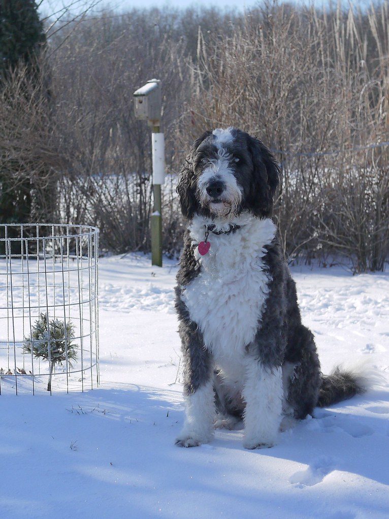 Aussiedoodles
