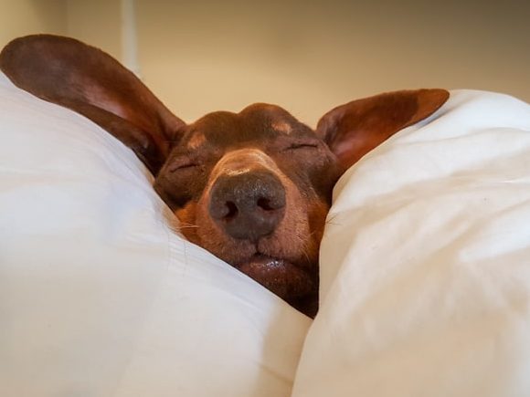 pet care pet care