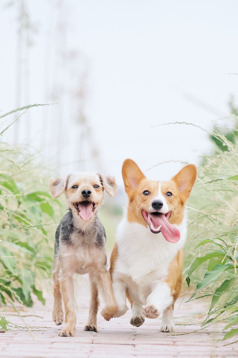 Berkeley SPCA