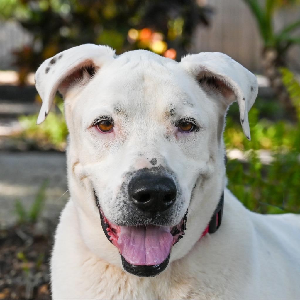 Spca Orlando