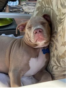 Weimaraner Pitbull Mix