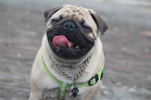 are pugs hypoallergenic