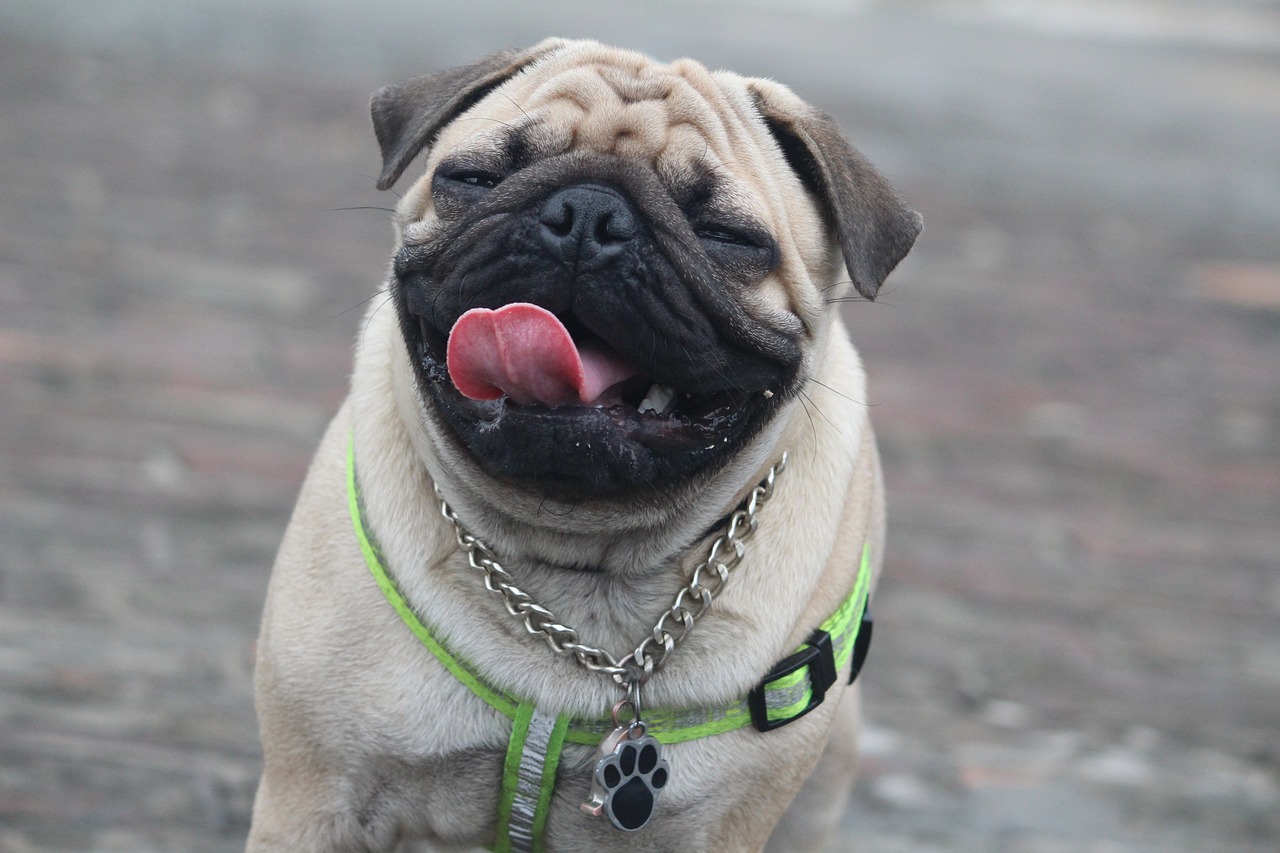 are pugs hypoallergenic