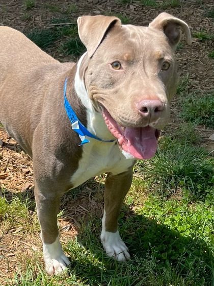 Spca Orlando