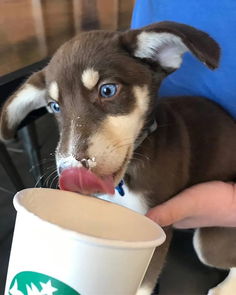Weimaraner Husky Mix