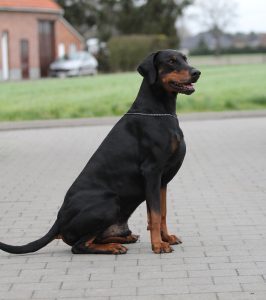 dog names start with letter r