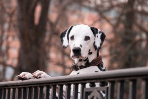dog names that start with letter r