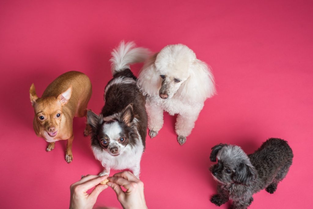 chester county spca