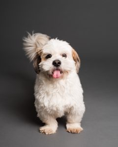 dogs for sale