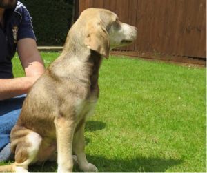 Vizsla Husky Mix