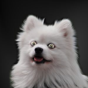 dog names start with letter r