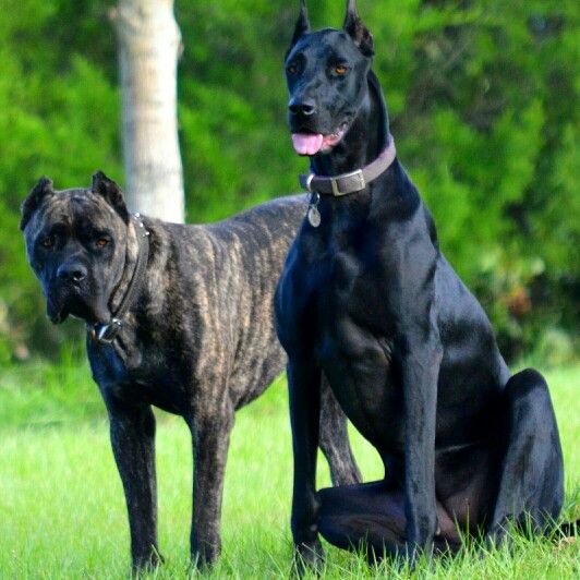 Cane Corso and Doberman Pinscher Mix