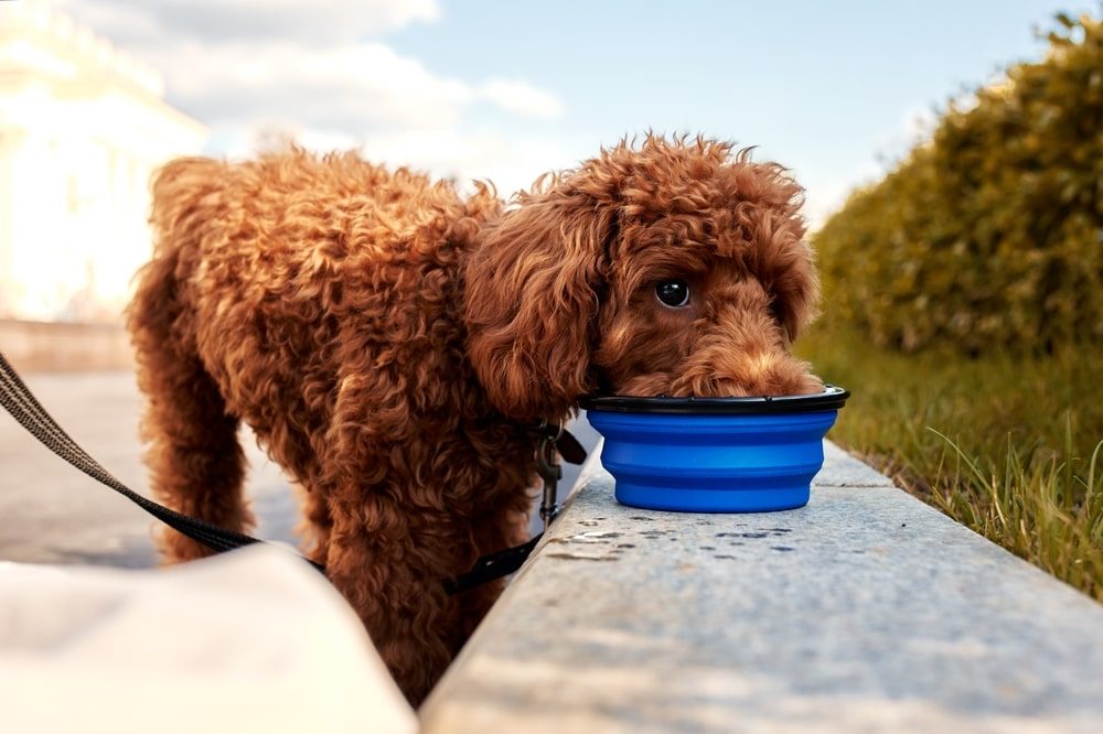 Food For Portidoodle Puppies