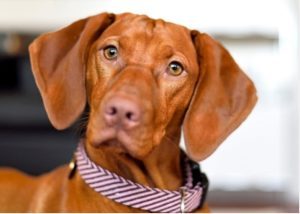 Vizsla Doberman Mix