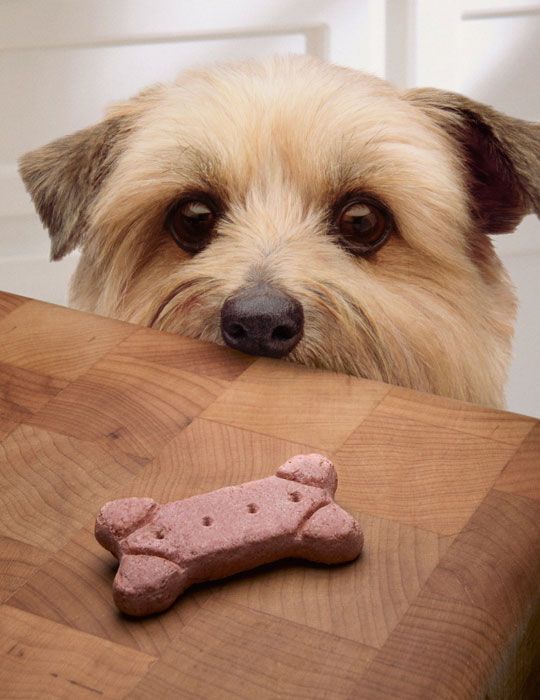 Can Dogs Eat Gingerbread