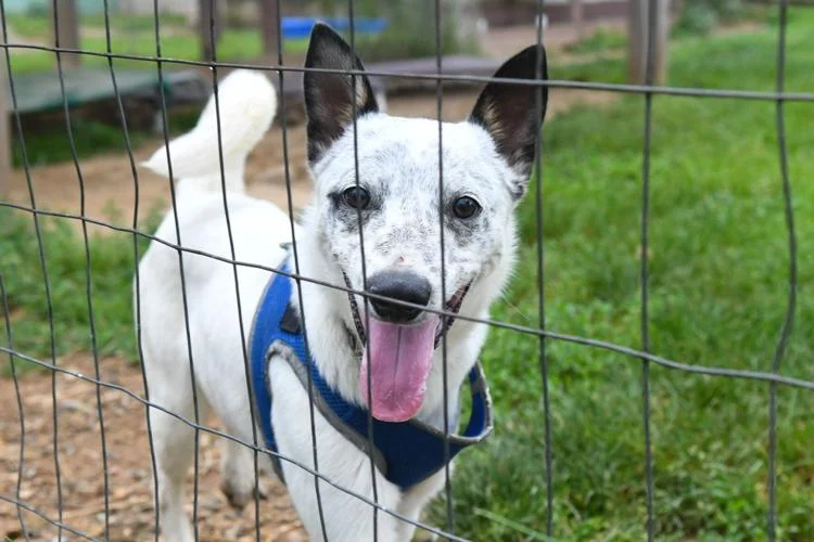 Ruth Steinert SPCA