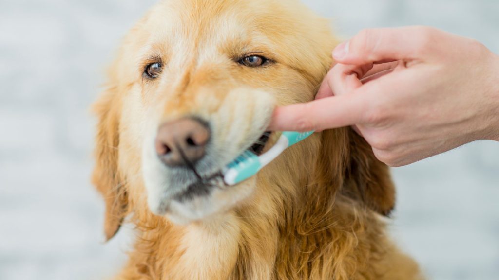 Dog Toothbrush