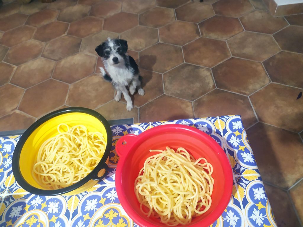 Can Dogs Eat Noodles
