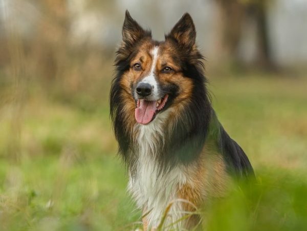 German shepherd