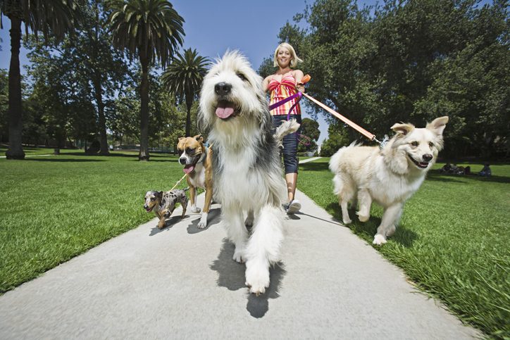 Dog Walking Jobs
