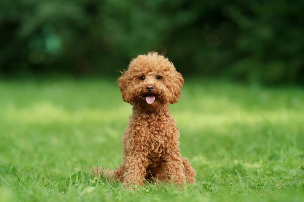 Portidoodle Puppy