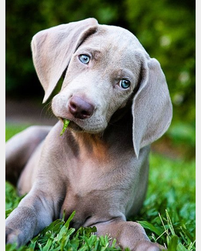 Weimaraners