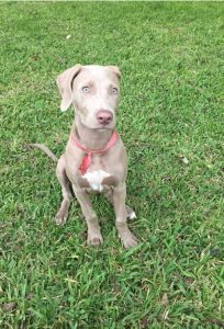 Weimaraner Pitbull Mix