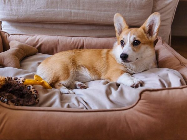 pet pet care