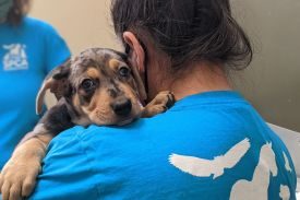 SPCA Monterey County