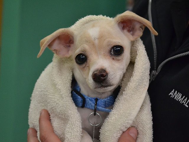 Clinton County SPCA