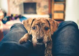 Mountain Cur