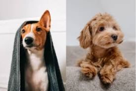 Basenji And Poodle Mix