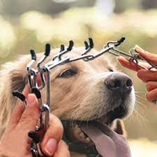 Prong Collars