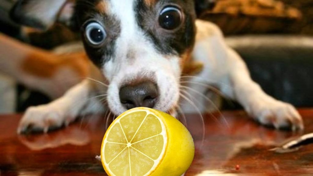 Can Dogs Eat Lemons