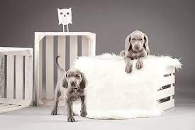 Dog Crate Furniture