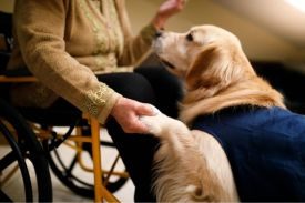 Therapy Dogs