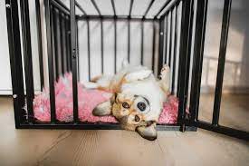 XL Dog Crate