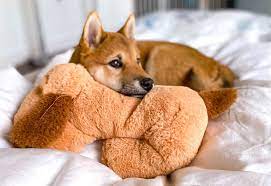Snuggle Puppy