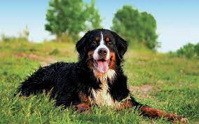 Big Fluffy Dog Breeds