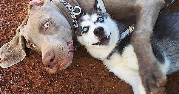 Weimaraner Husky Mix