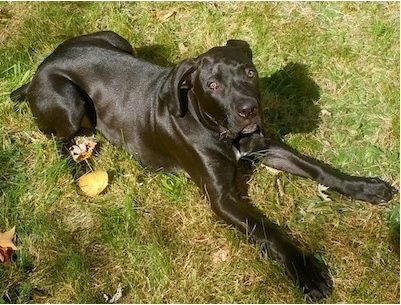 Boweimar a Weimaraner and Boxer mix