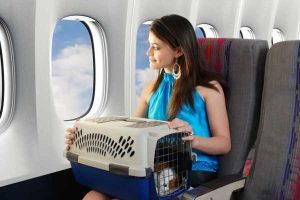 Bringing Dogs from Mexico To The Us
