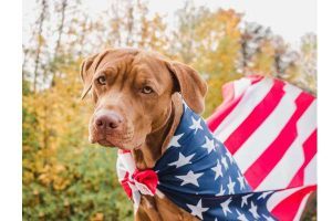 Bringing Dogs From Mexico To The Us